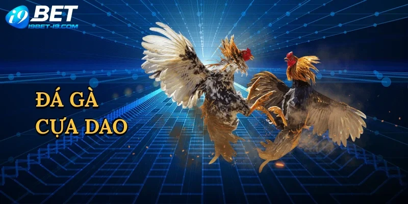 Đá gà cựa dao