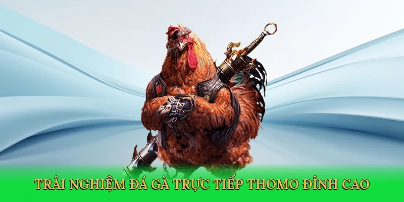 Trải nghiệm Đá gà trực tiếp thomo đỉnh cao